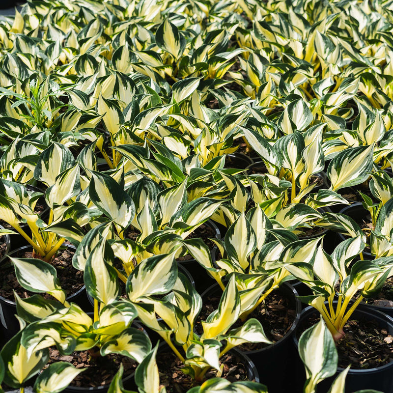 Fire & Ice Hosta
