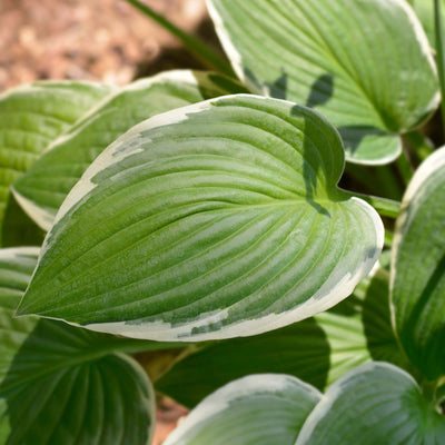 Francee Hosta