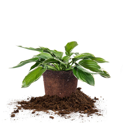 Francee Hosta