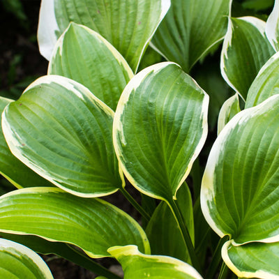 Francee Hosta
