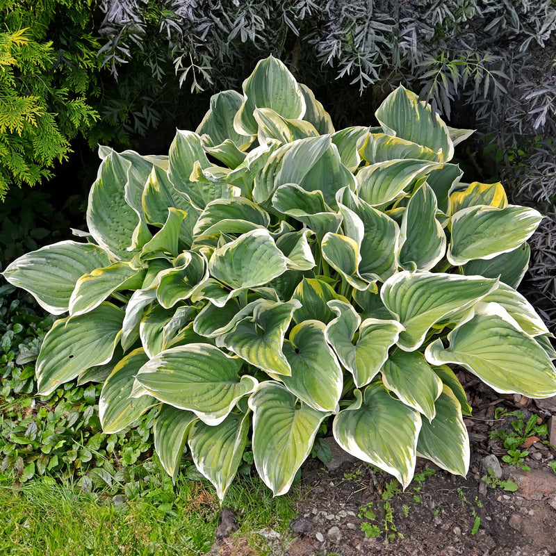 Francee Hosta