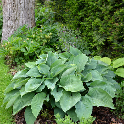 Halcyon Hosta