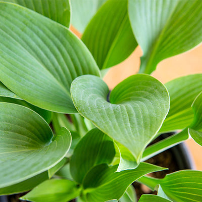 Halcyon Hosta