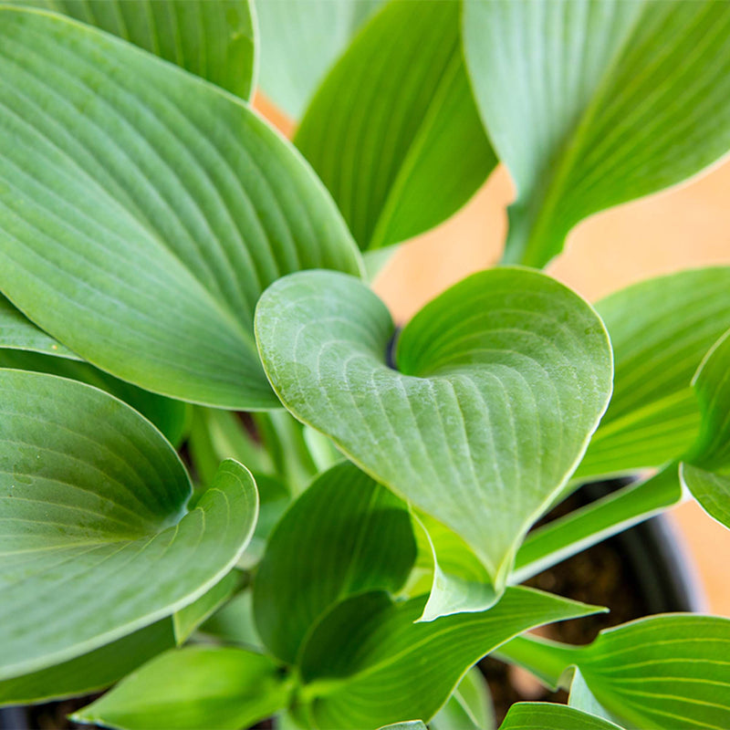Halcyon Hosta