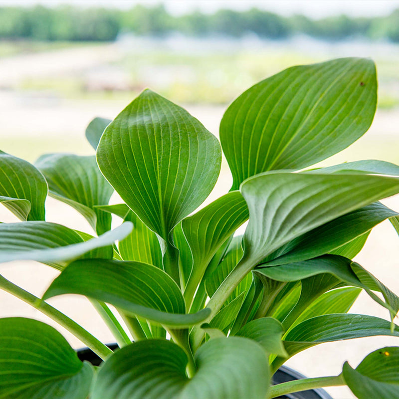 Halcyon Hosta