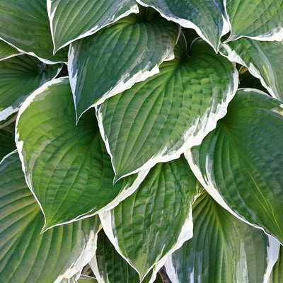 Patriot Hosta