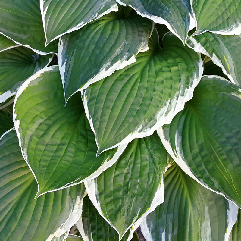 Patriot Hosta