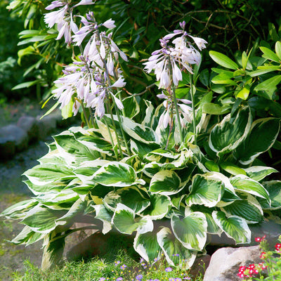 Patriot Hosta