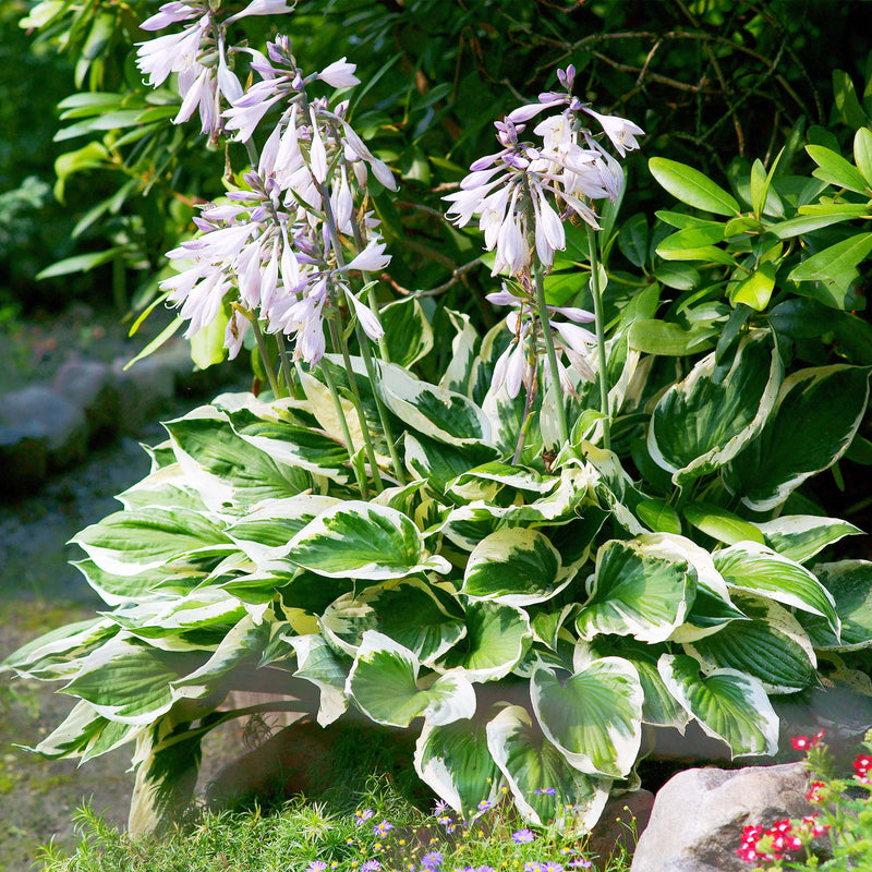 Patriot Hosta