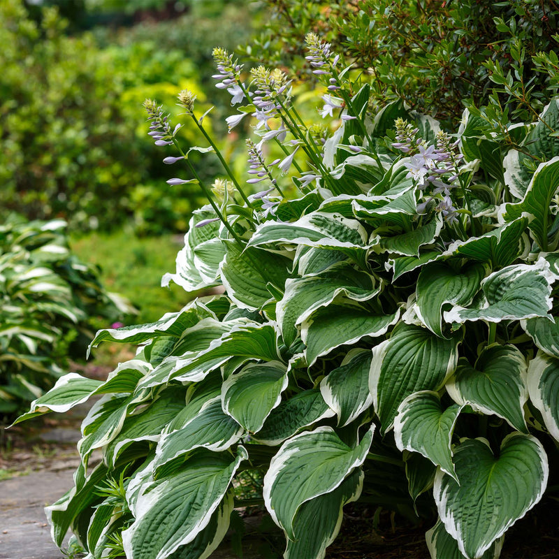Patriot Hosta