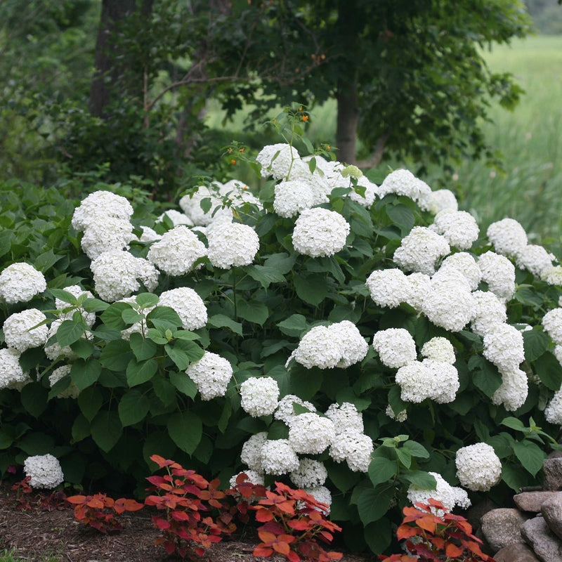 Incrediball® Hydrangea