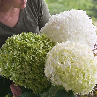 Incrediball® Hydrangea