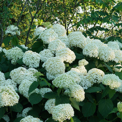 Incrediball® Hydrangea