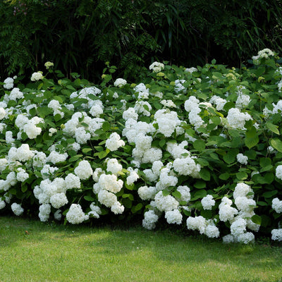 Incrediball® Hydrangea