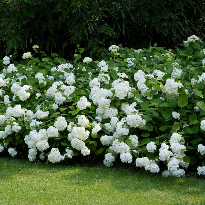 Incrediball® Hydrangea