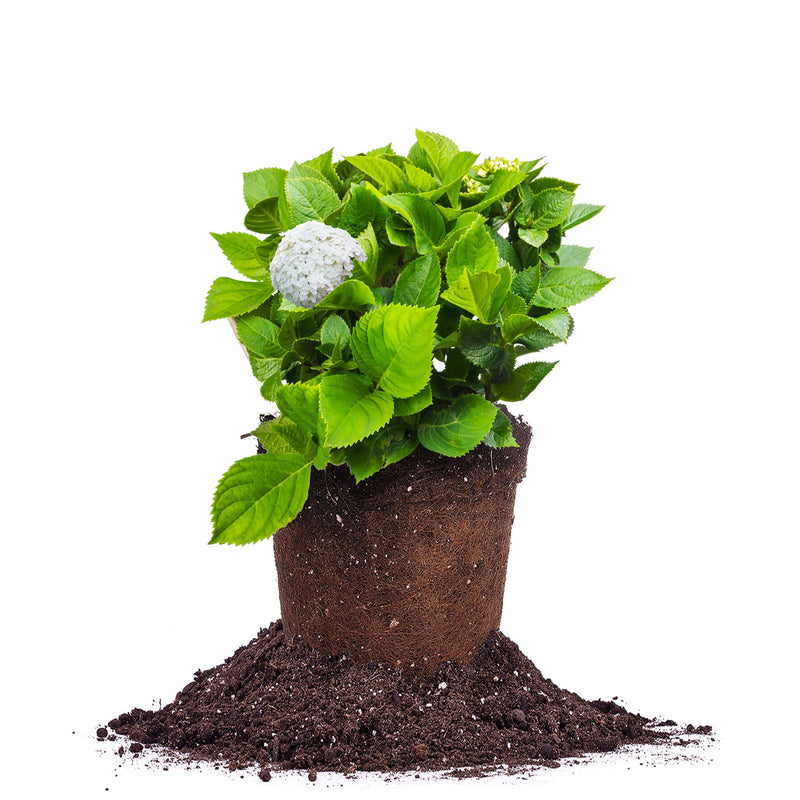 Incrediball® Hydrangea