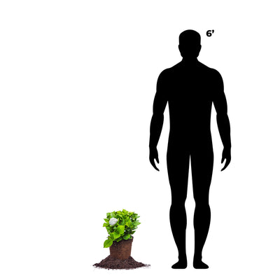 Incrediball® Hydrangea