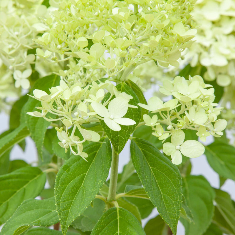 Limelight Hydrangea