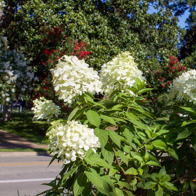 Limelight Hydrangea