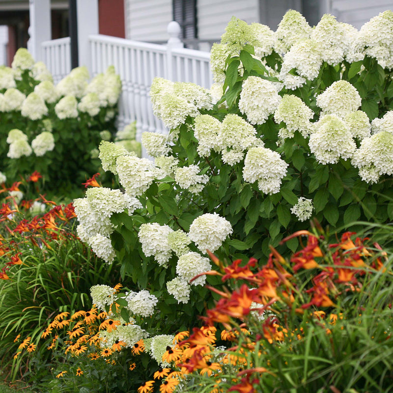 Limelight Hydrangea