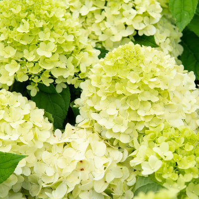 Limelight Hydrangea