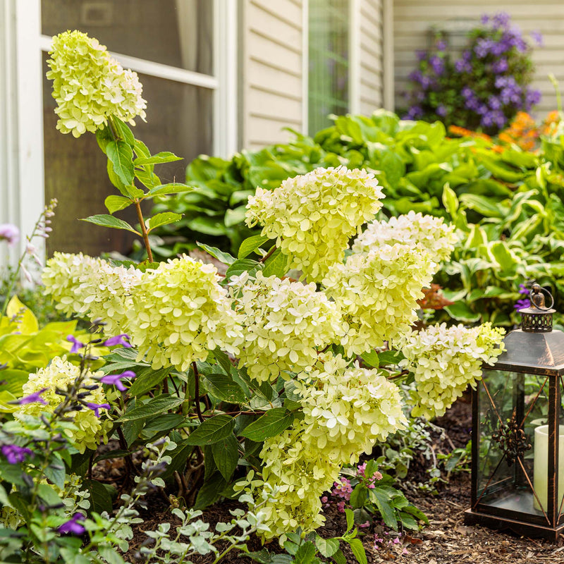 Limelight Hydrangea