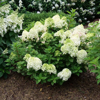 Little Lime Punch® Hydrangea