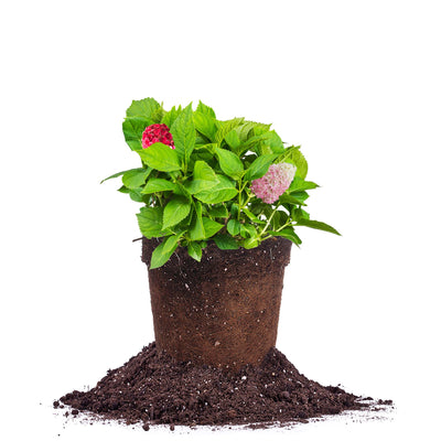 Little Lime Punch® Hydrangea