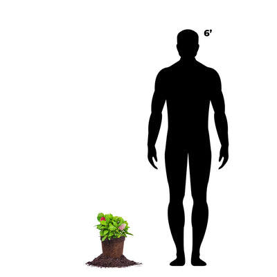 Little Lime Punch® Hydrangea