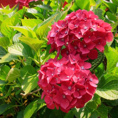 Little Lime Punch® Hydrangea