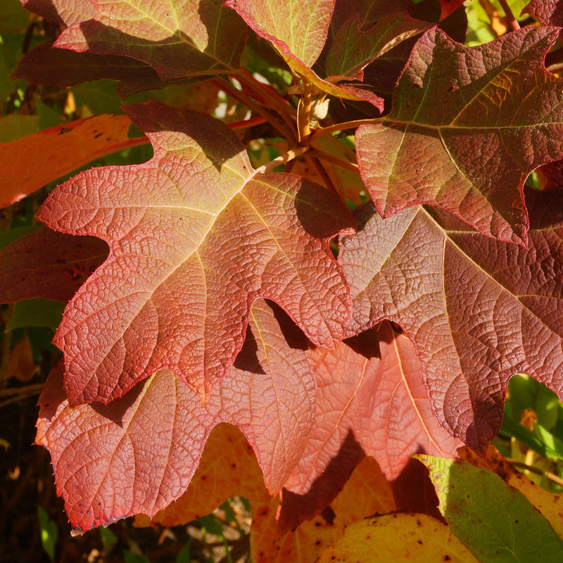 Oakleaf Hydrangea