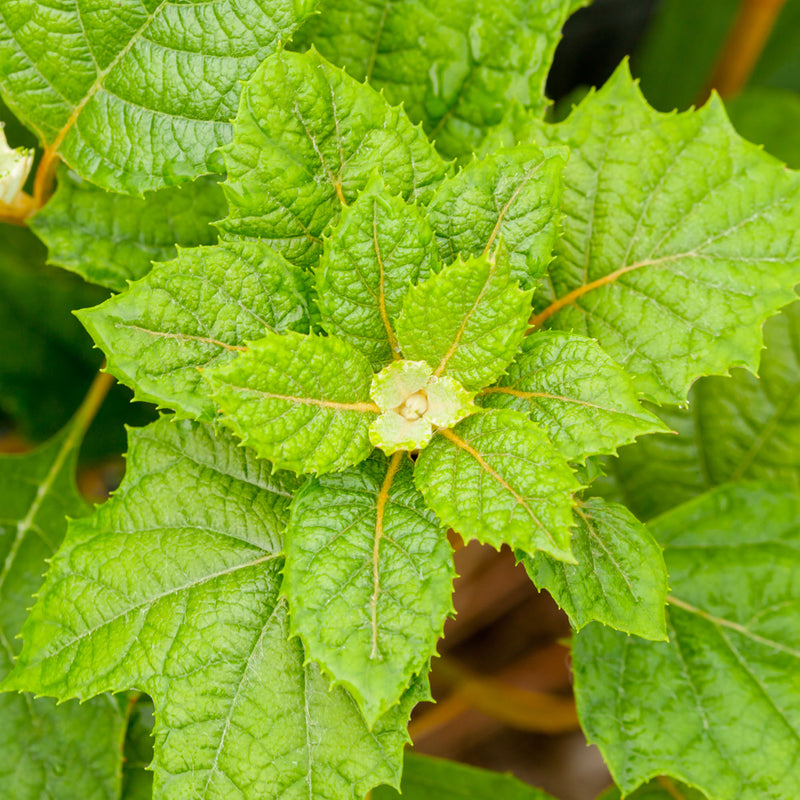 Oakleaf Hydrangea