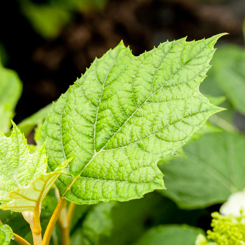 Oakleaf Hydrangea