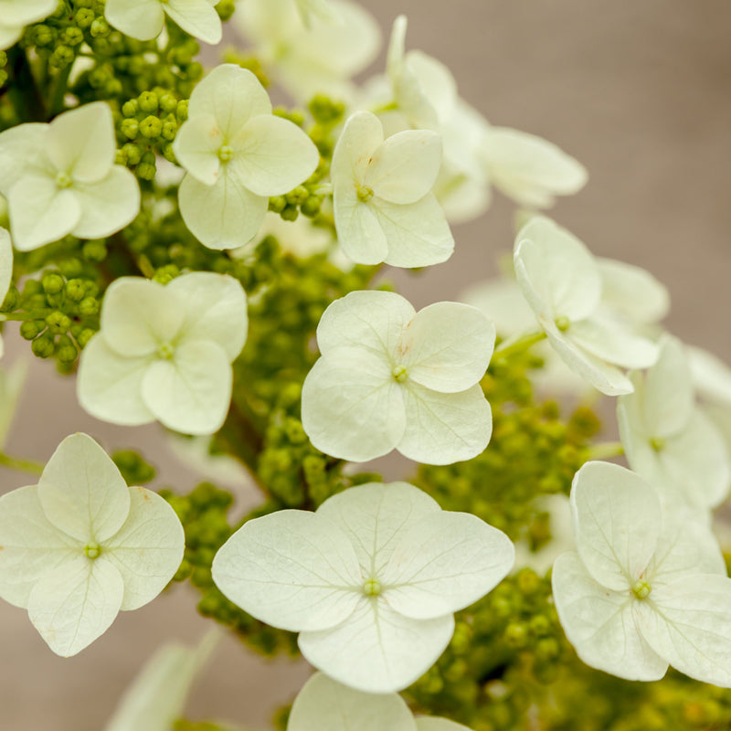 Oakleaf Hydrangea