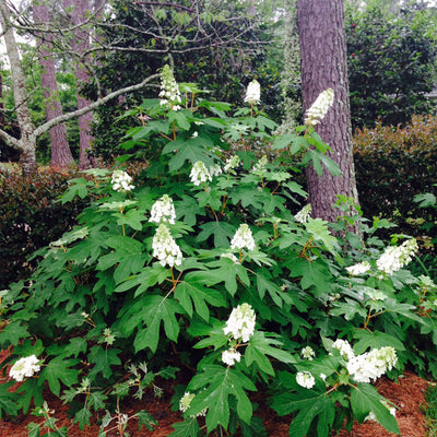 Oakleaf Hydrangea