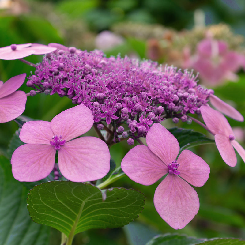 Twist-n-Shout® Hydrangea