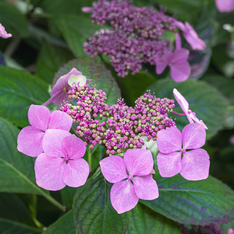 Twist-n-Shout® Hydrangea