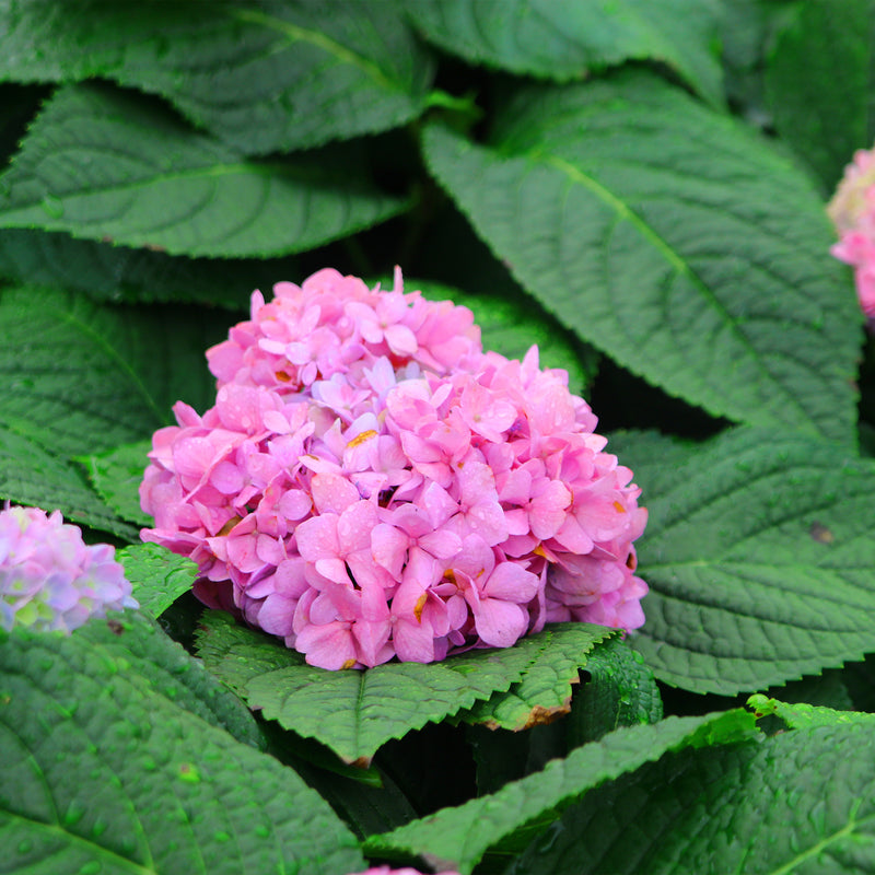 Endless Summer® Hydrangea