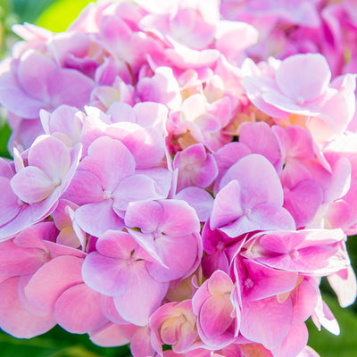 Endless Summer® Hydrangea