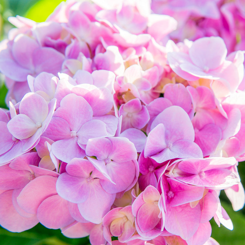 Endless Summer® Hydrangea
