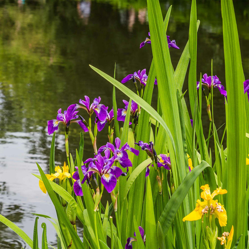 Louisiana Purple Iris