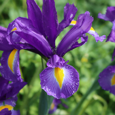 Louisiana Purple Iris