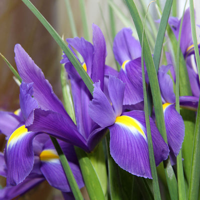 Louisiana Purple Iris