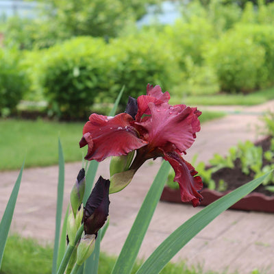 Red Velvet Elvis Louisiana Iris