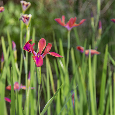 Red Velvet Elvis Louisiana Iris