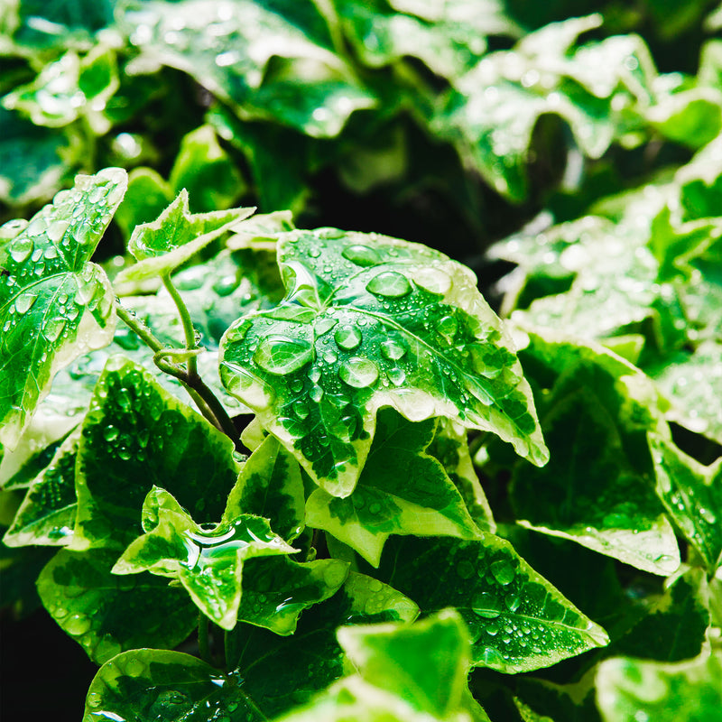 Variegated English ivy