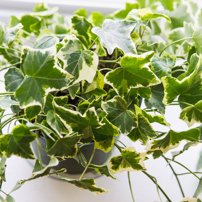 Variegated English ivy
