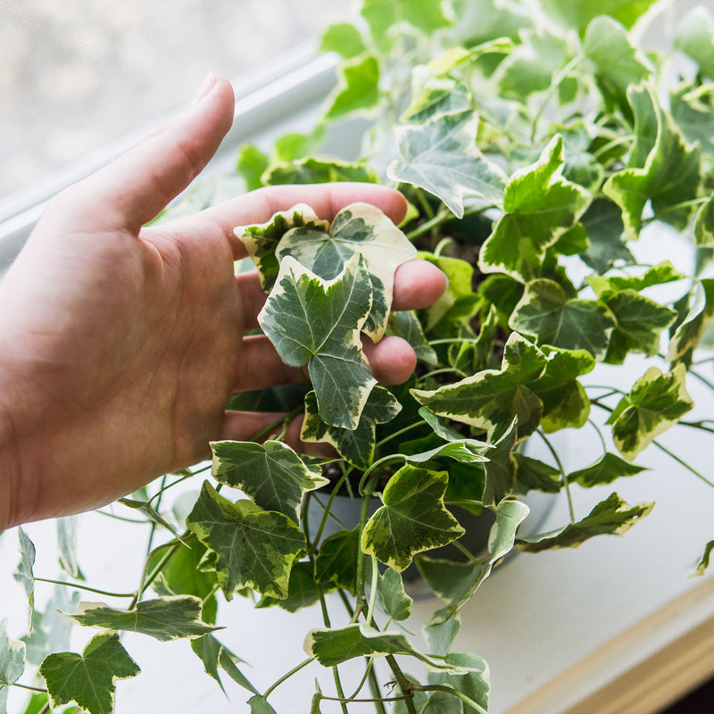 Variegated English ivy
