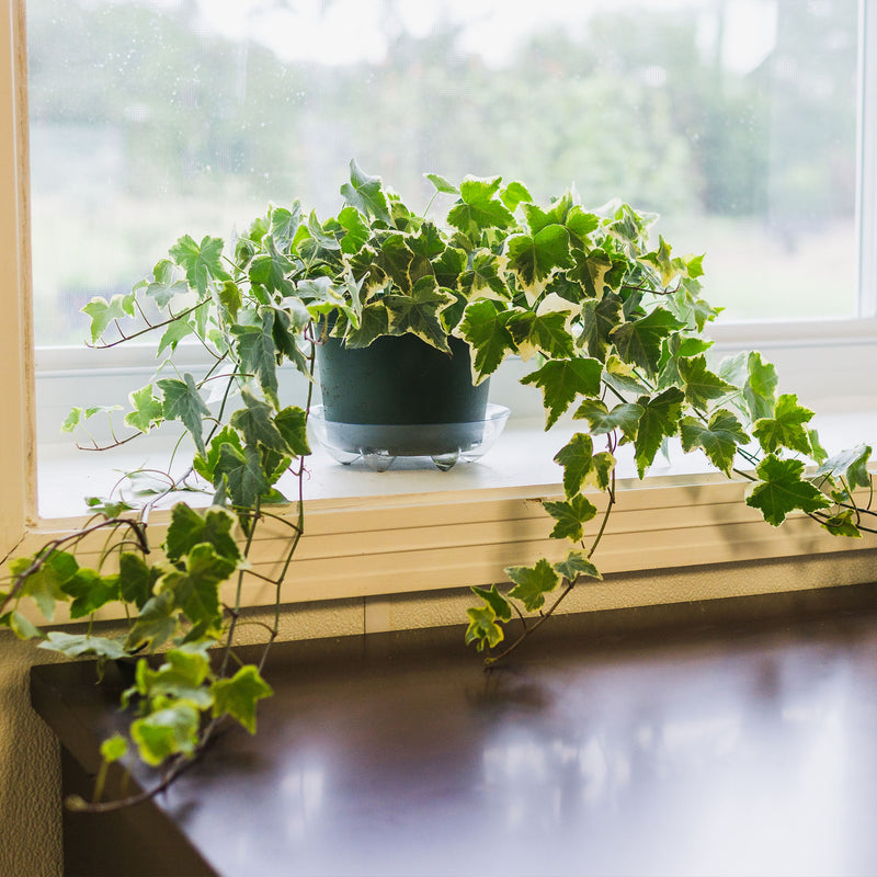 Variegated English ivy