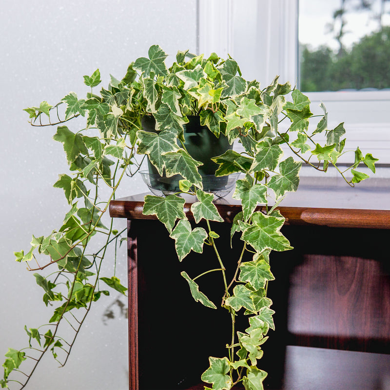 Variegated English ivy